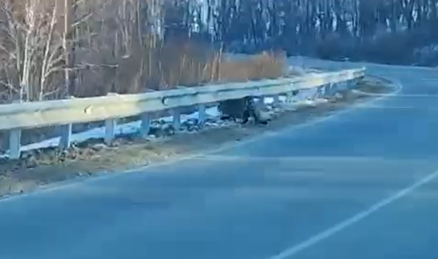 Редчайший хищник замечен на трассе в Приморье