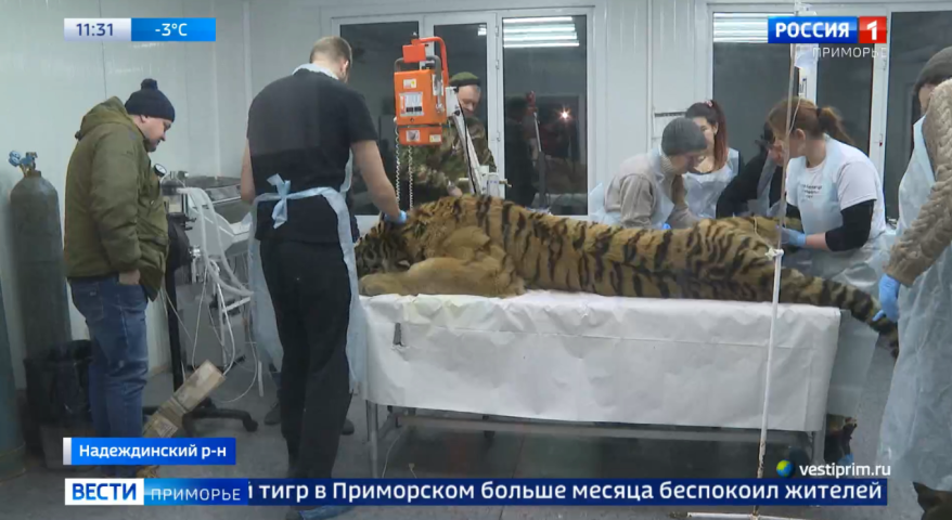 Пойман конфликтный тигр, который более месяца держал в страхе жителей поселка Приморский