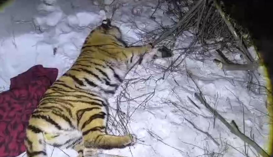 В Дальнереченском районе отловили тигра, который кошмарил жителей местных деревень