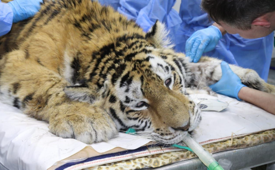 Ветеринары осмотрели молодую тигрицу, отловленную в районе села Красный Яр
