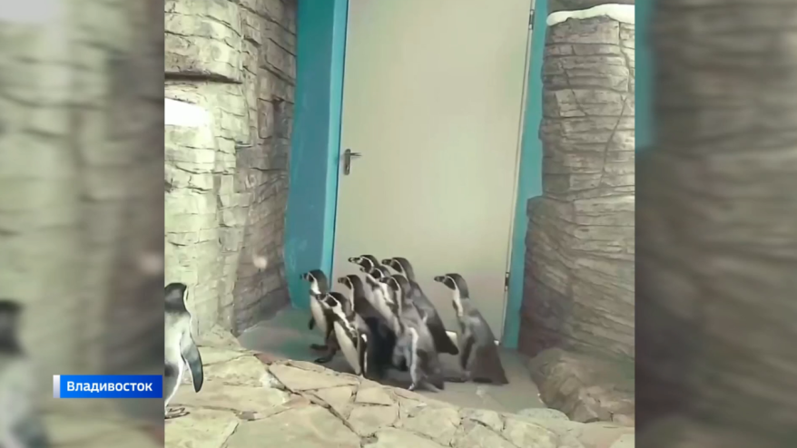 Пингвины приморского океанариума устроили игру в солнечных зайчиков