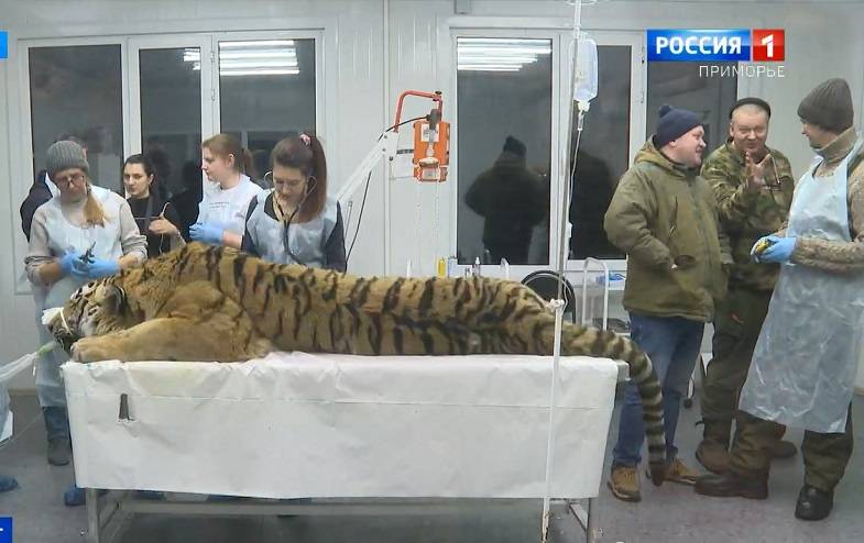 «Держал в страхе жителей села, ел собак»: конфликтного тигра отловили в Приморье