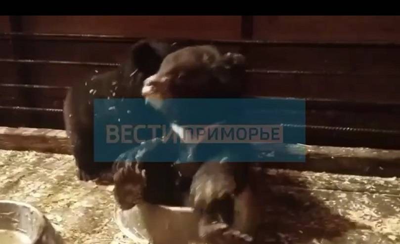 Медвежата переходят с молока на кашу в центре реабилитации в Приморье