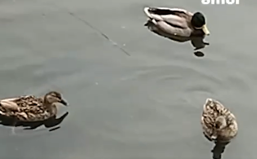 Пернатые устроили пирушку мертвяками на озере Солёном в Находке