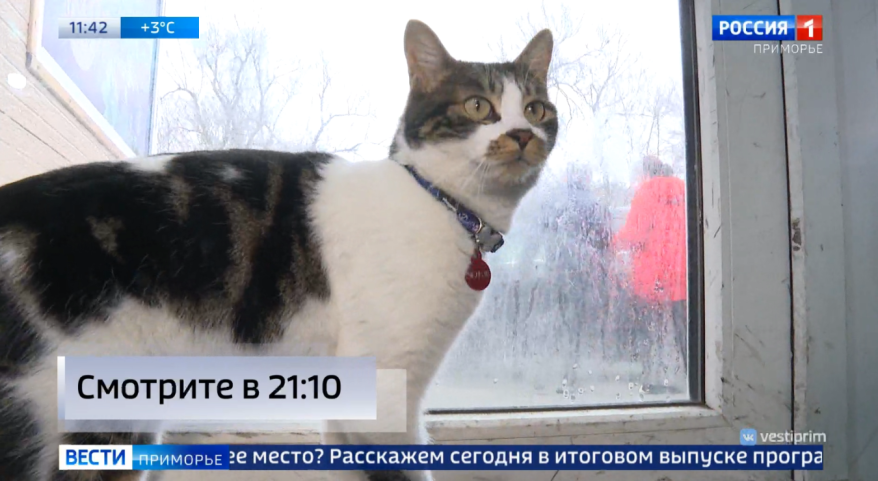Пропажа года: уникального кота похитили во Владивостоке