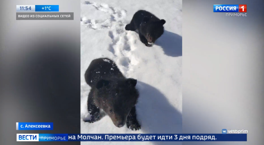 Медвежат-сирот вывели на первую прогулку в реабилитационном центре в Приморье