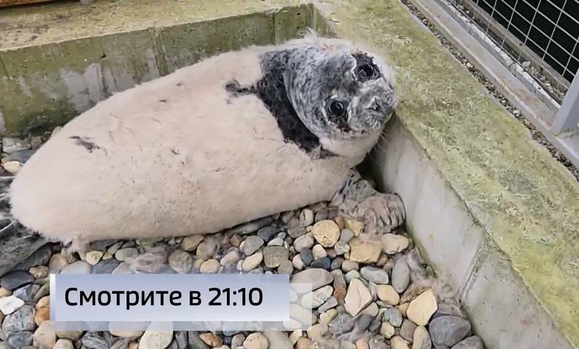 Спасли мохнатого: собаки едва не разорвали попавшего в беду тюленя-малыша Спасли мохнатого: собаки едва не разорвали попавшего в беду тюленя-малыша