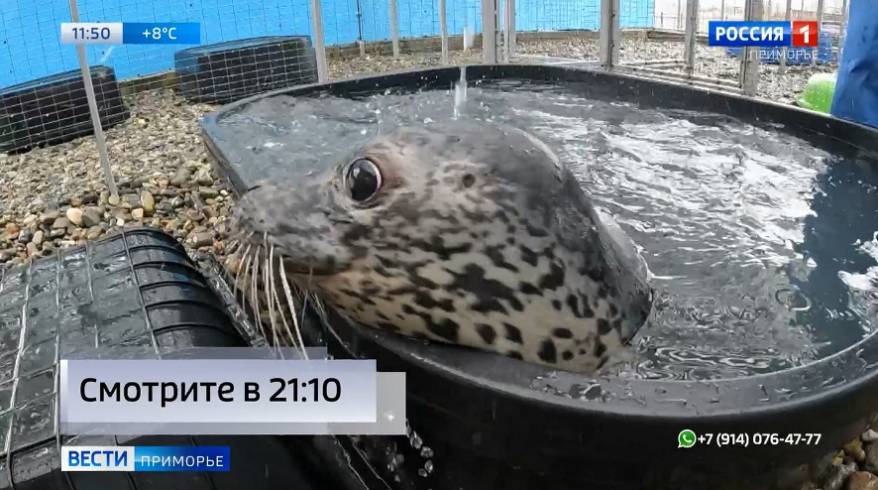 На помощь тюленям в Приморье слетаются волонтеры со всей страны