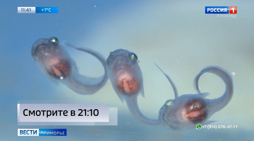 Морские пришельцы использовали «биокапсулы», чтобы попасть в Приморье