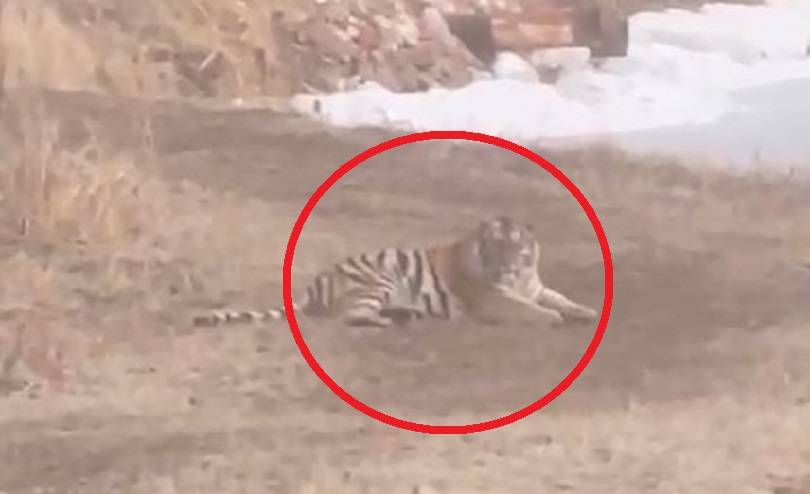 «Пришел, лег, смотрит»: приморцы сняли тигра на видео из окна дома