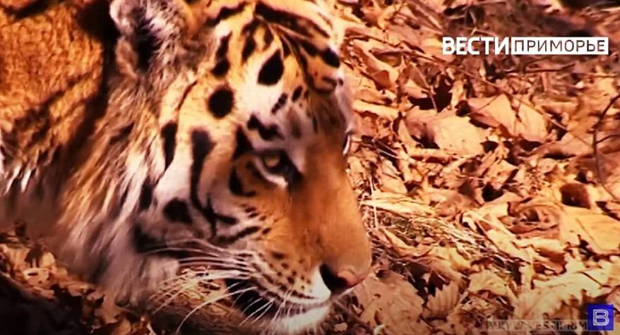 Тигр без признаков жизни обнаружен в Приморье: установлен криминальный характер Тигр без признаков жизни обнаружен в Приморье: установлен криминальный характер