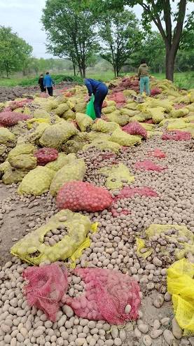 Тонны мешков картофеля выброшены неизвестными вблизи Артема