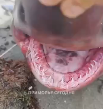 Опасную хищницу поймали рыбаки у побережья Приморья