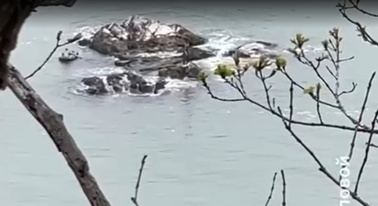 История собаки, застрявшей на скалах в море в Приморье, получила продолжение