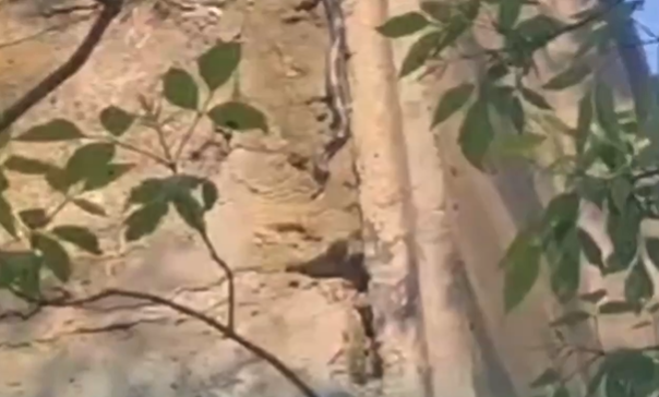 "Подняла голову и обомлела": опасная хищница вышла на охоту во Владивостоке