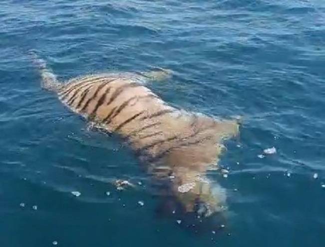Тело мертвого тигра обнаружили рыбаки в воде в бухте Емар