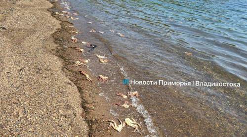 Клешнями краба оказалось усеяно побережье бухты Аякс во Владивостоке