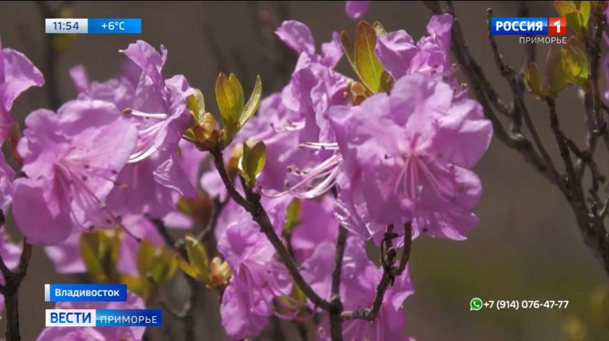 Рододендрон в популярном у туристов месте Приморья уничтожен