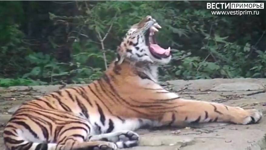 Тигра заметили на перекрестке улиц в поселке Приморья