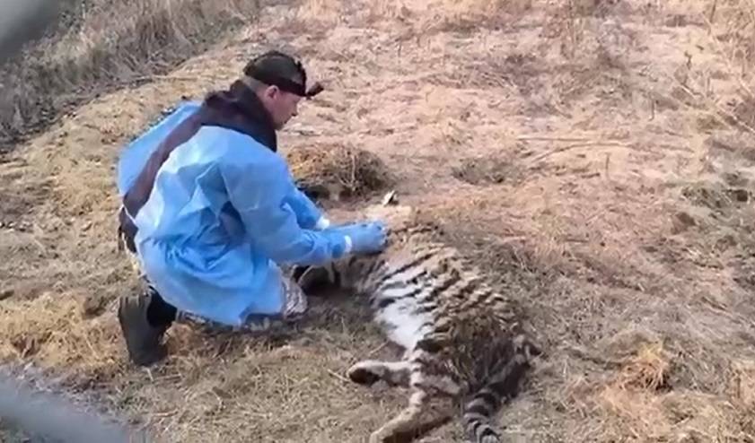 Тигренок вышел за помощью к людям: подробности спасения