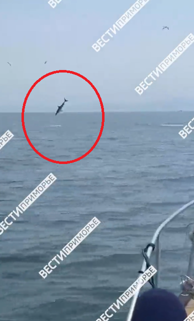 "Это мако": опасная морская хищница устроила настоящее зрелище приморским рыбакам