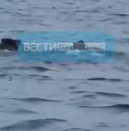 Кабаны бросились в океан, спасаясь от тигра в Приморье