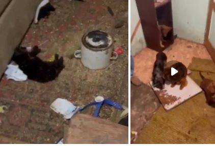 В Приморье обнаружена "черная передержка" животных, организованная подростком