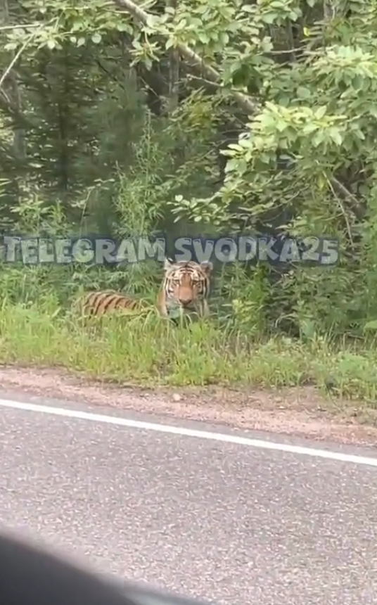"Вот бы тигра увидеть!!! Еду, всю дорогу думаю"
