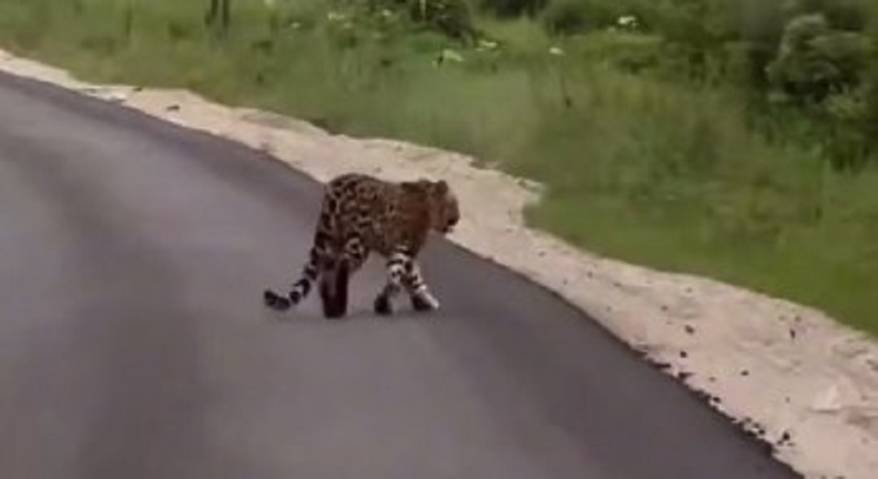 Грациозную походку леопарда сняли на видео приморцы