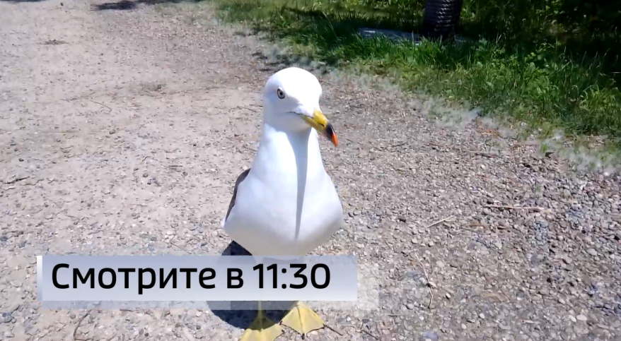 "Абрахам вернулся!" Чайка каждый год в одно время прилетает к своим спасителям в Приморье