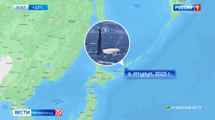 Снимки уникальной морской "красотки" сделал фотограф из Владивостока возле Итурупа