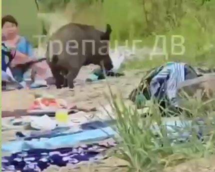 Дикие кабаны устроили налёт на пляж на острове Путятина в Приморье Дикие кабаны устроили налёт на пляж на острове Путятина в Приморье