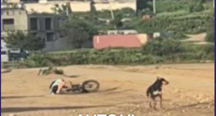 Во Владивостоке на пляже стая собак напала на велосипедиста