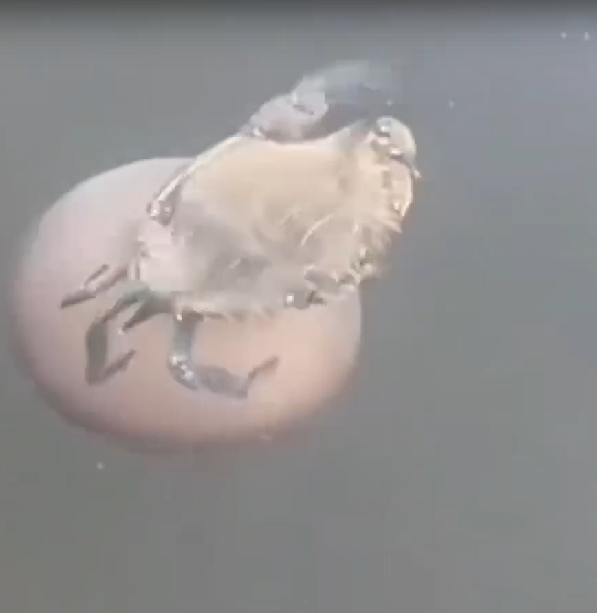 В Японском море крабы катаются на медузах