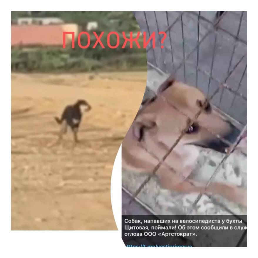 Не ту поймали?: ситуация с отловом собак на Щитовой приобретает скандальный оборот
