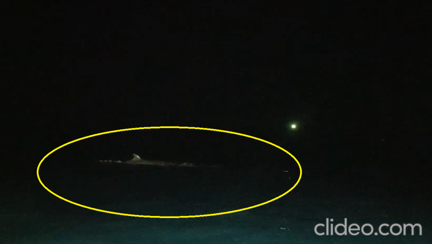 Гигантский морской хищник подошел к берегам Владивостока поохотиться за косяком рыбы