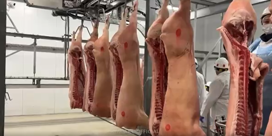 Мясо из Приморья экспортируется на азиатские рынки Мясо из Приморья экспортируется на азиатские рынки
