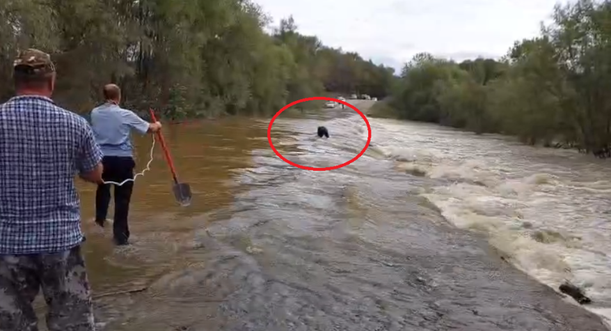 Мужчину едва не унесло потоком воды на трассе Рощино - Восток в Приморье