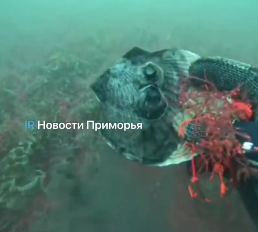 Массовый мор морских обитателей у острова Шкота