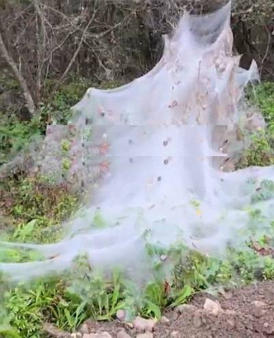 Как в фильме ужасов - паутиной покрыт лес в Приморье. Мнение эксперта Как в фильме ужасов - паутиной покрыт лес в Приморье. Мнение эксперта