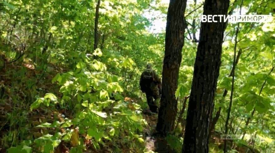 Как в фильме ужасов: в Приморье леса покрылись большими слоями паутины Как в фильме ужасов: в Приморье леса покрылись большими слоями паутины