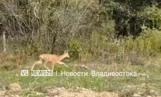 Олененок "Бэмби" пришел в гости к дачникам в Приморье