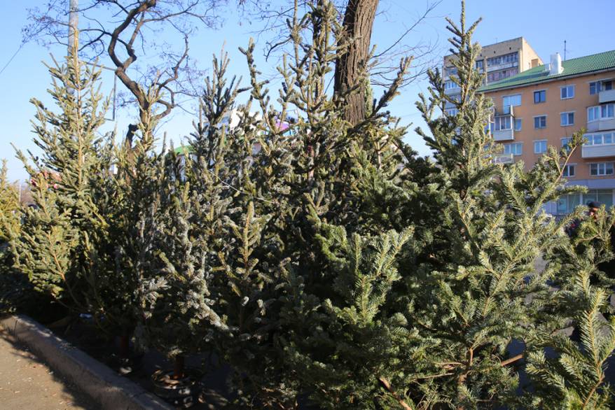 18 законных мест для торговли новогодними елками предлагают бизнесменам Владивостока