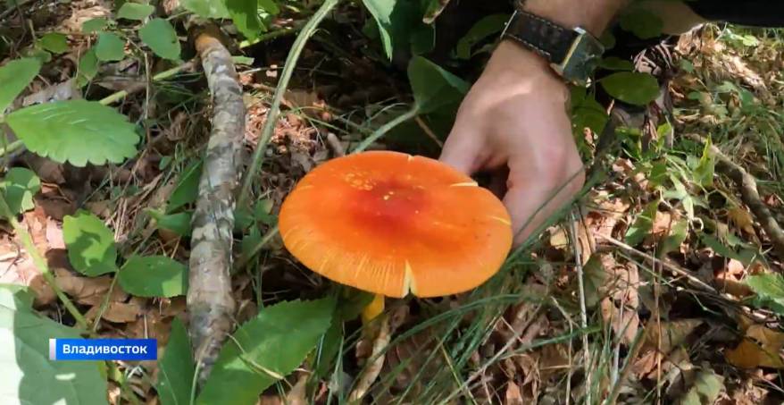 Пропали грибники: три заявки из разных районов Приморья поступили за один день