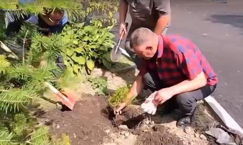 Карельские елки высажены во Владивостоке в память о подвиге приморца