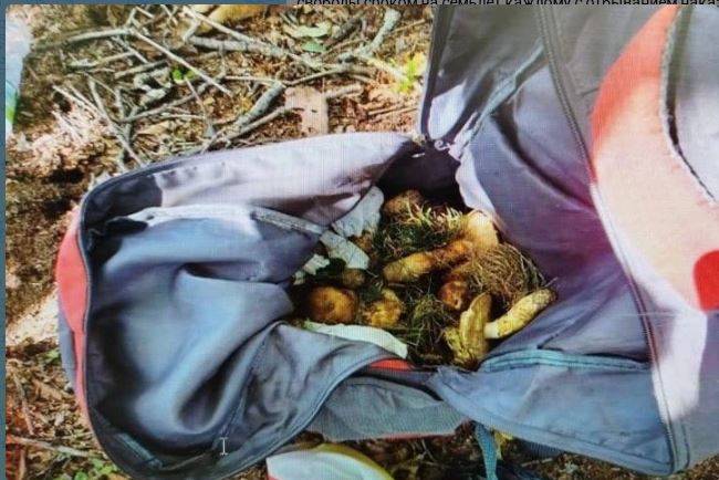 Трое иностранцев получили серьезные сроки за нелегальный сбор грибов в Приморье Трое иностранцев получили серьезные сроки за нелегальный сбор грибов в Приморье