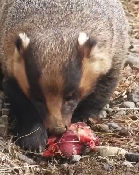 Барсук Симон в Приморье готовится к спячке, поедая огромное количество мяса