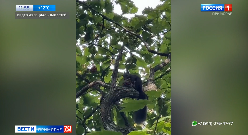 Беличья "война" попала на видео в Приморье