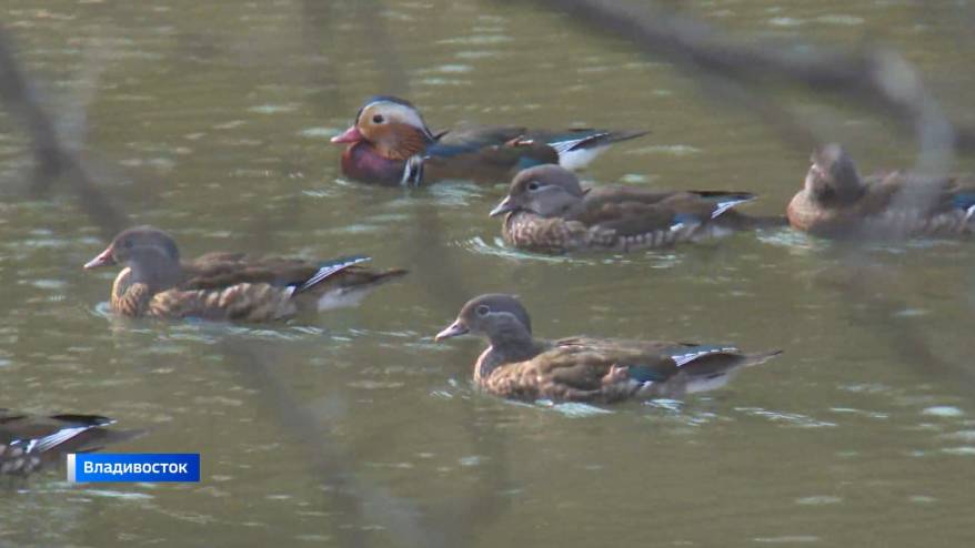 Утки-мандаринки не спешат расставаться с приморской осенью