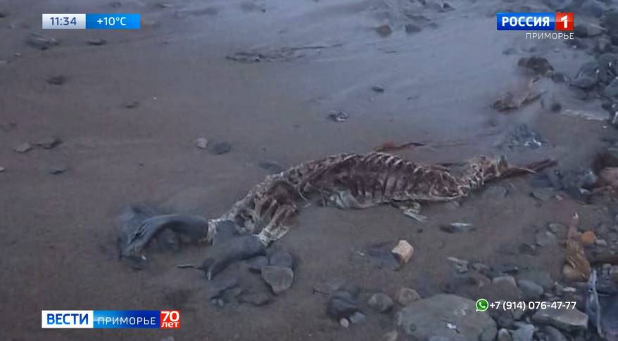 Любимое место отдыха приморцев превратилось в «кладбище ластоногих» Любимое место отдыха приморцев превратилось в «кладбище ластоногих»